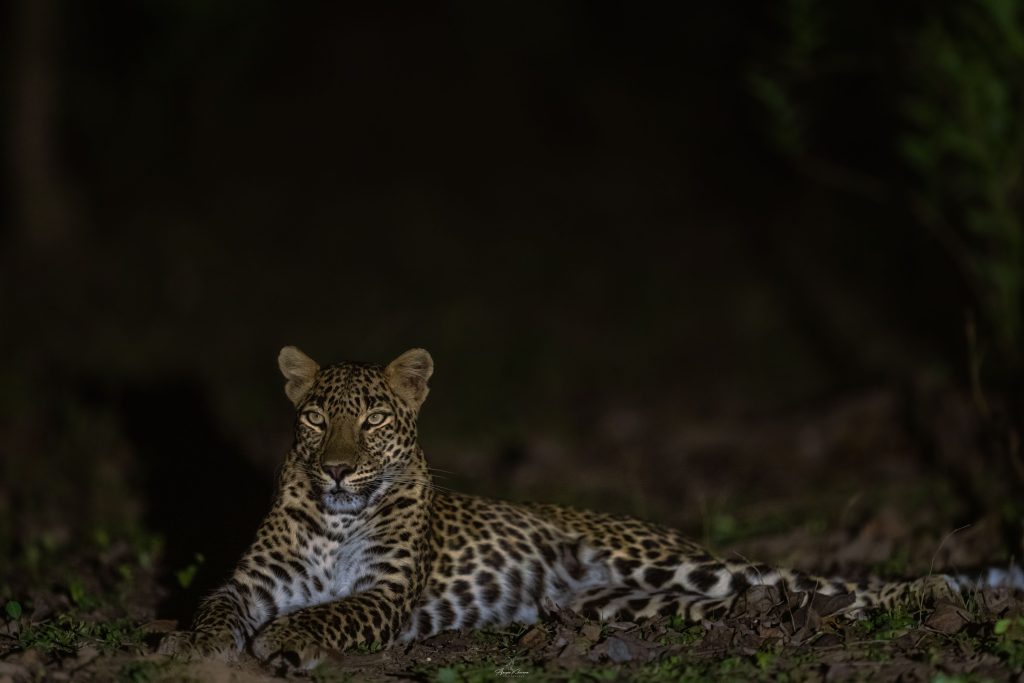 night safari in kanha