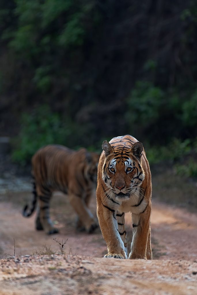 tiger safari in kanha