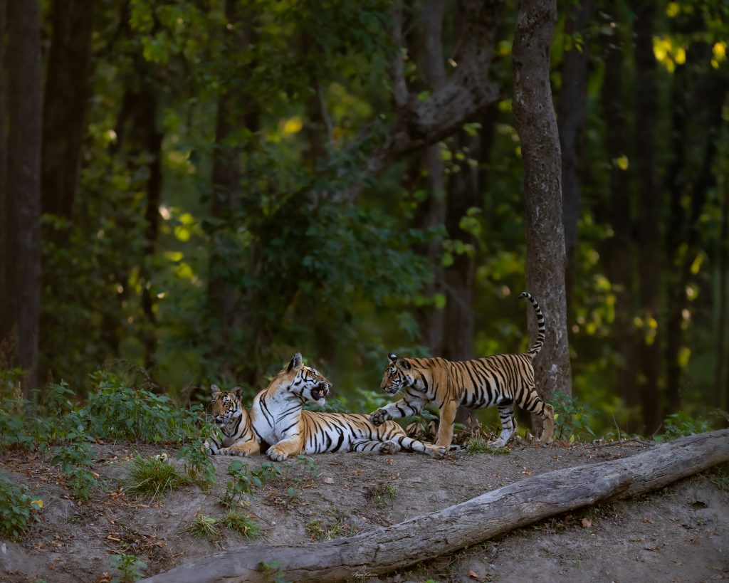 tiger safari in kanha