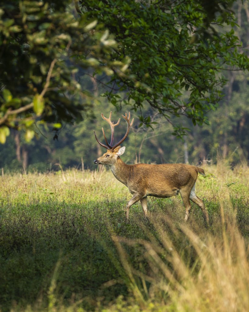 deer in kanha national park