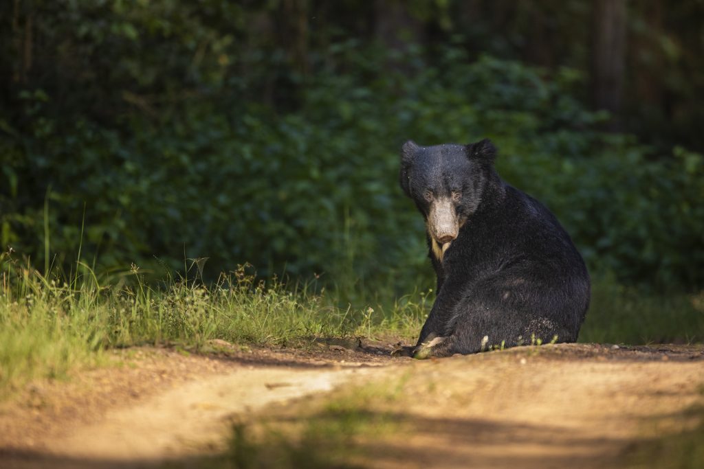 sloth bear in kanha