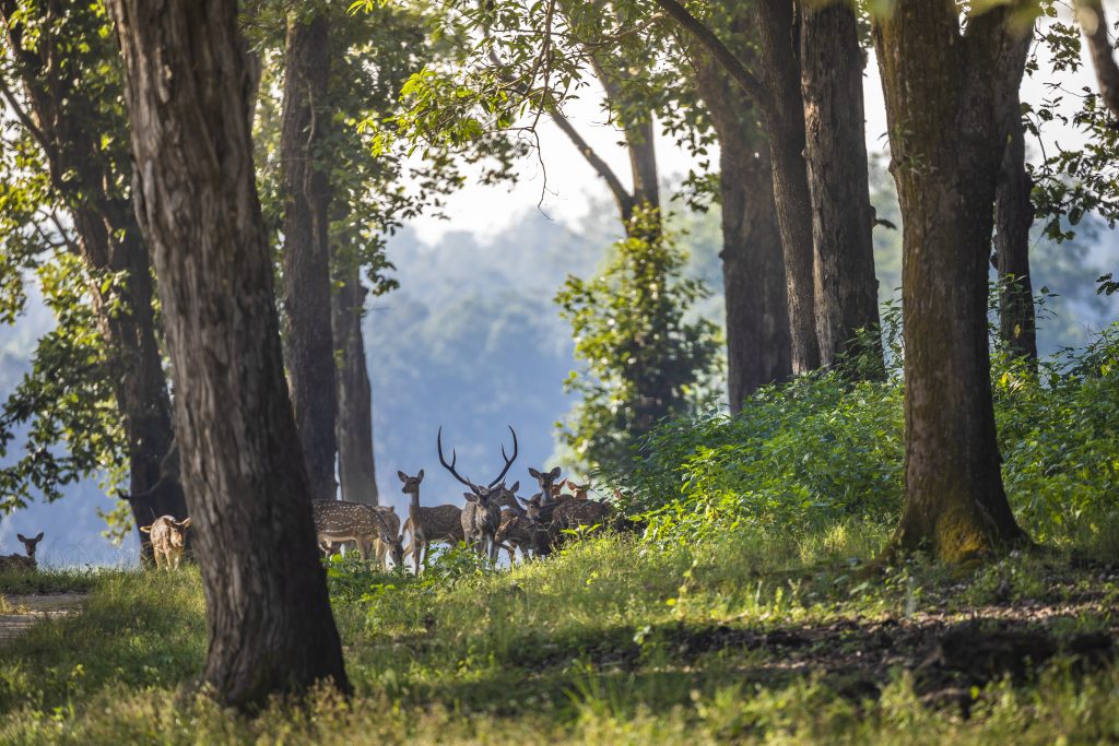 kanha national park