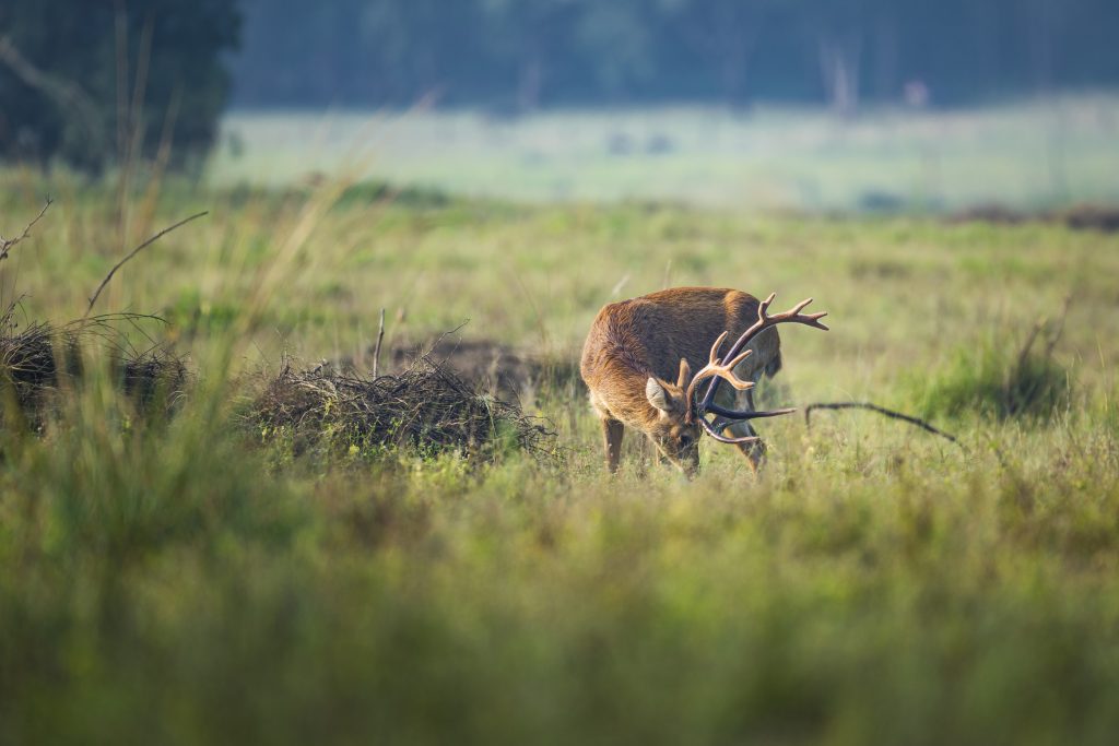 barasingha in kanha