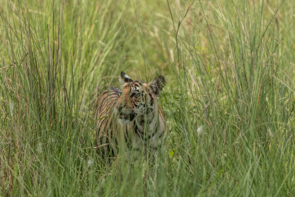 flora and fauna of kanha