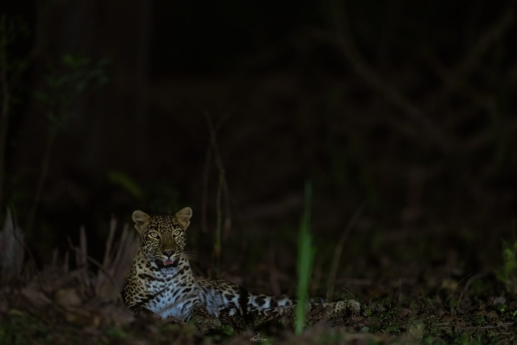 Leopard in kanha