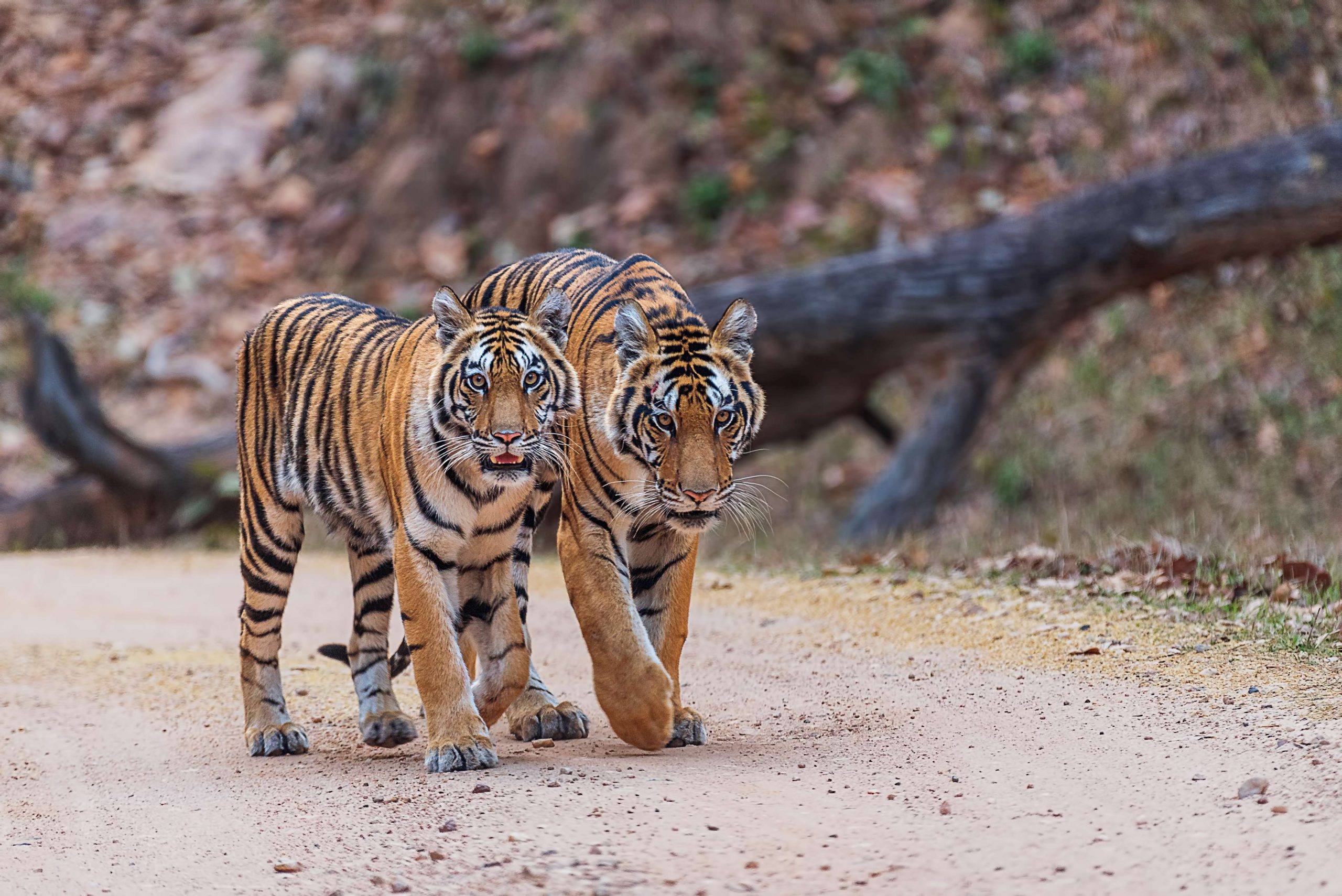 kanha tigers