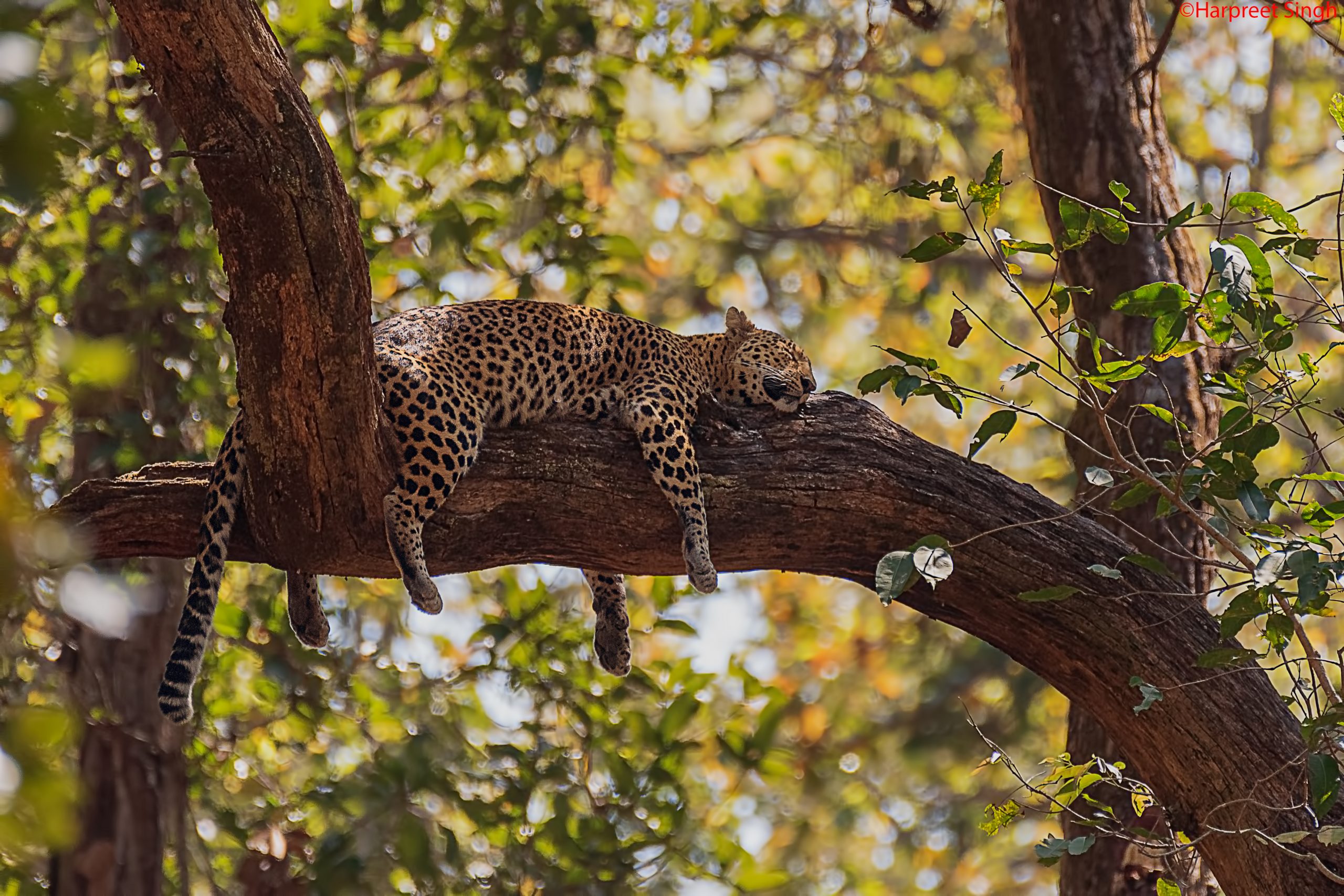 safari in kanha