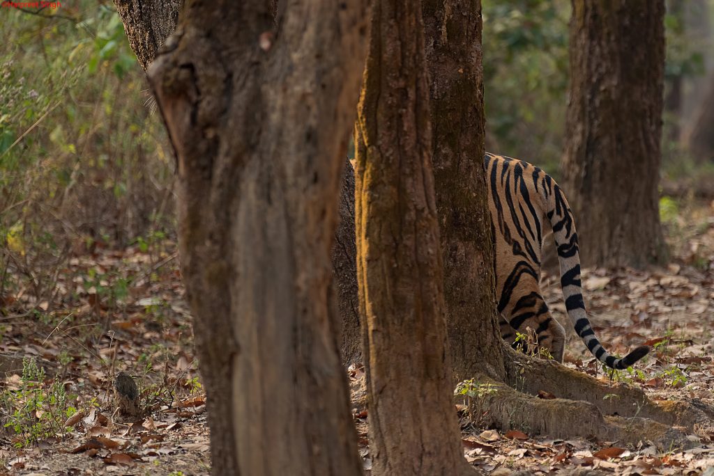 kanha national park full day safari