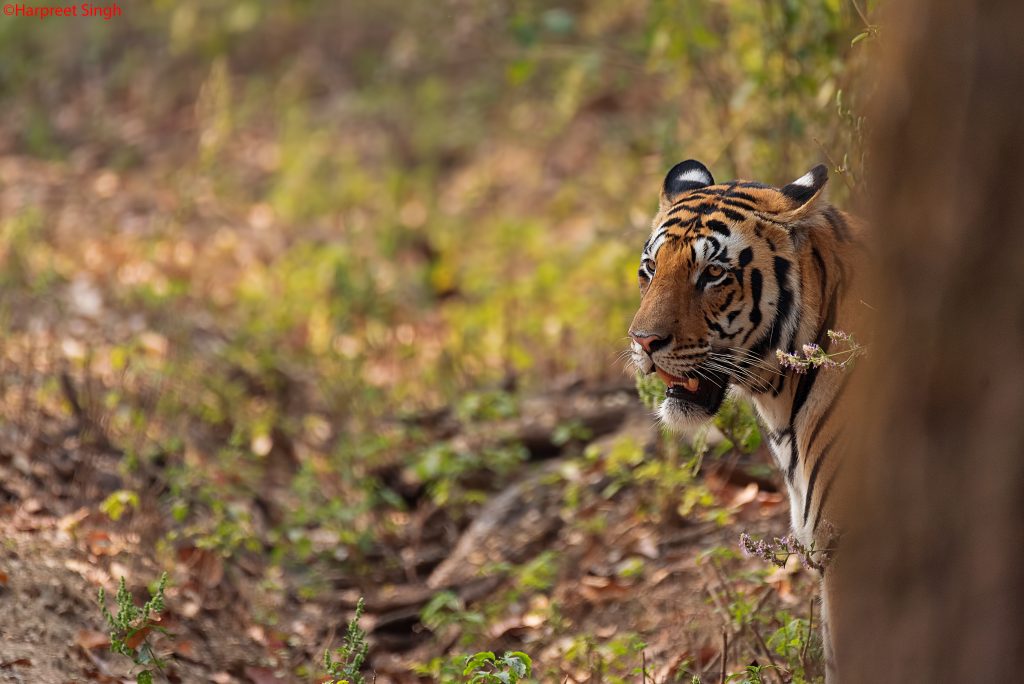 tiger safari in kanha