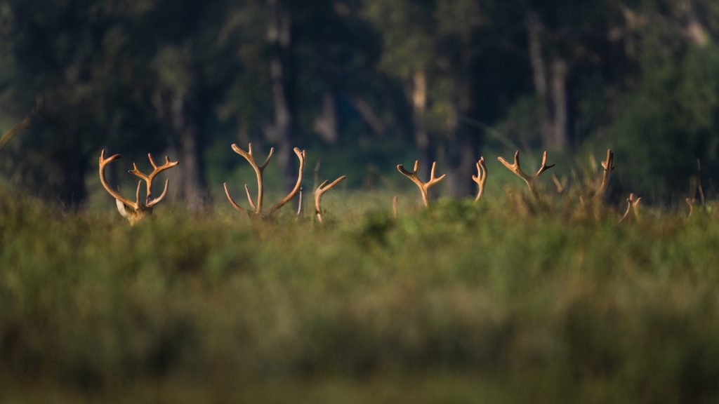 Deer in Kanha National Park