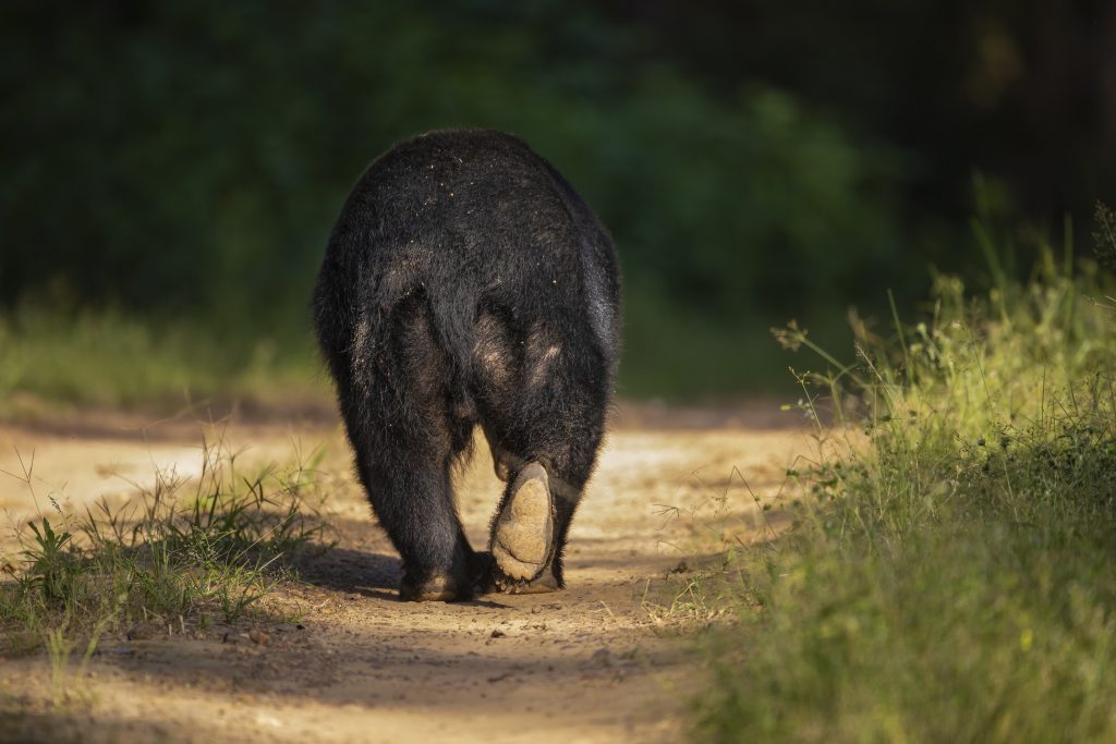 sloth bear in kanha