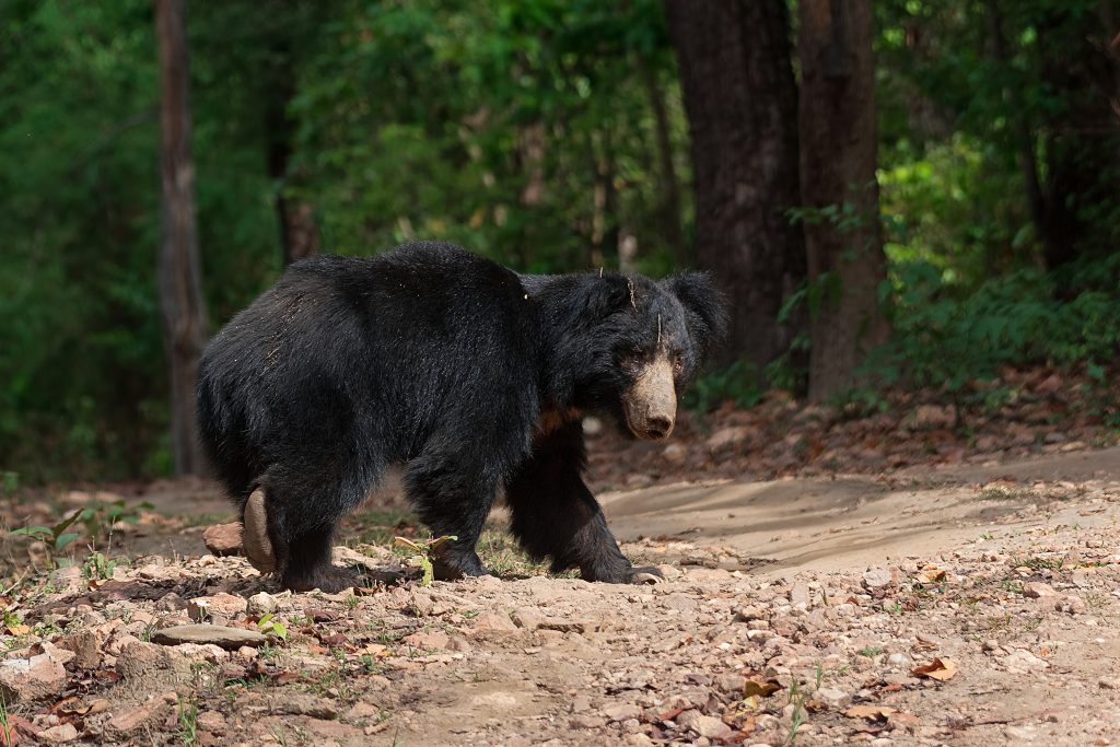 sloth beer in kanha national park