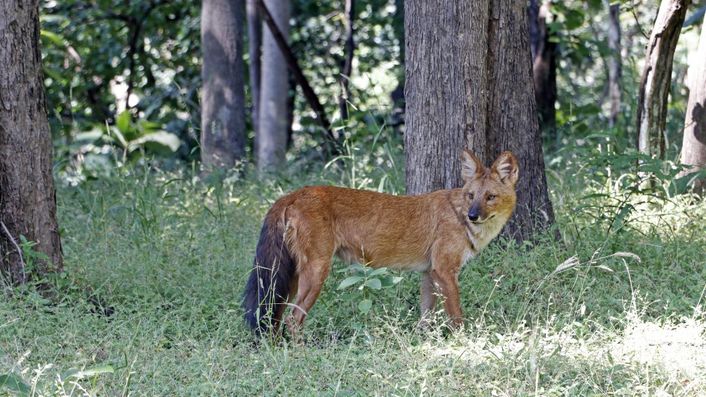 wild dogs in kanha