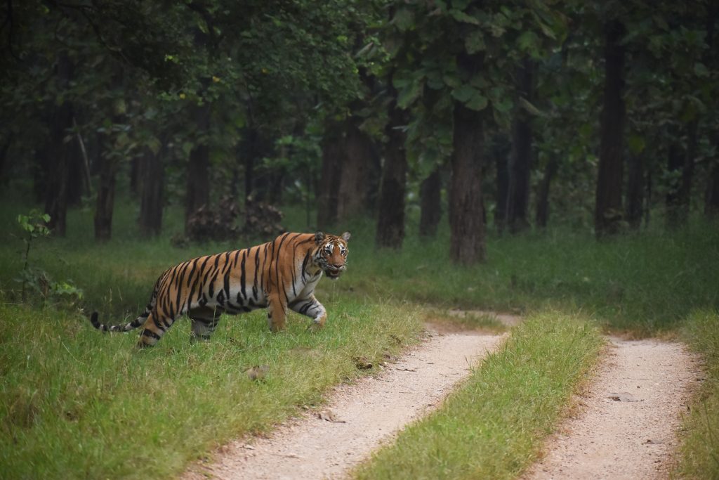 full day safari in kanha