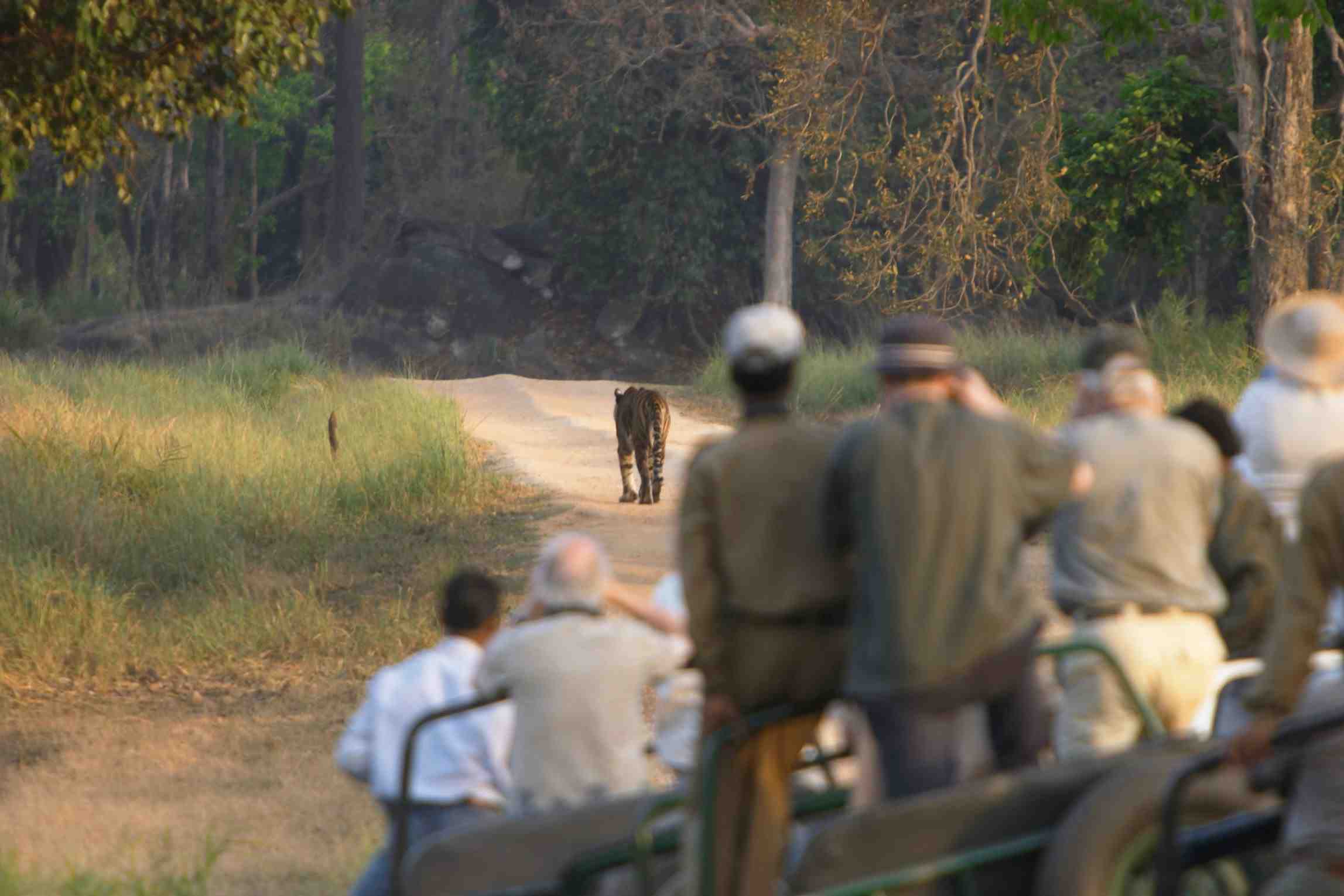 Best Time to Visit in Kanha National Park