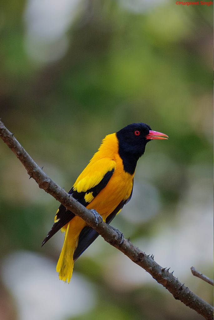 birds in kanha