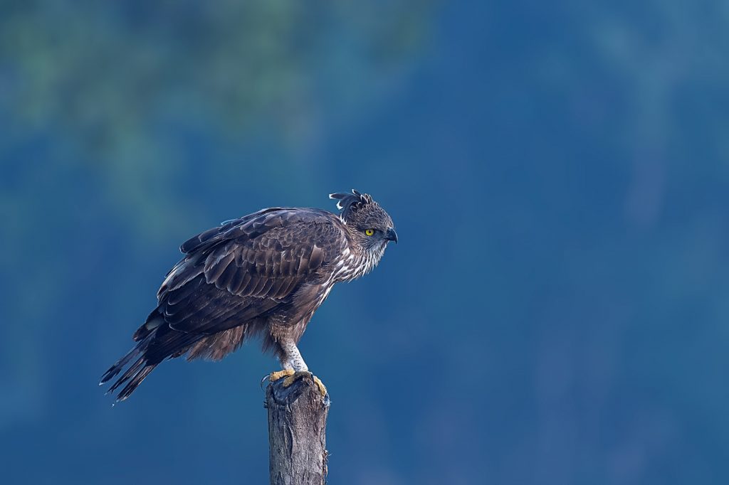 bird watching in kanha