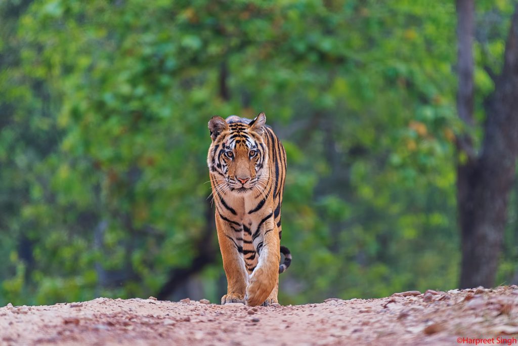 tigers in kanha