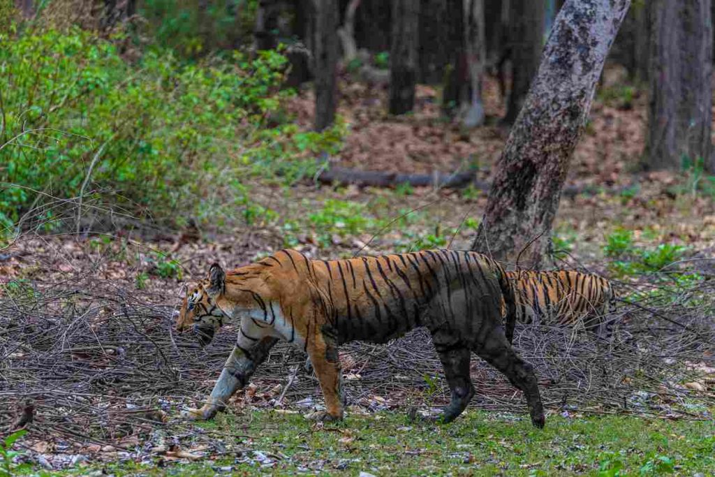 Mammals of Kanha