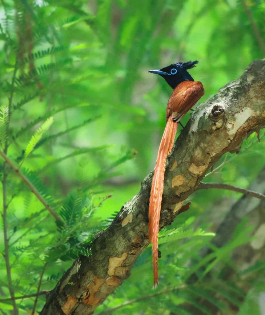 asian paradise flycatcher in kanha