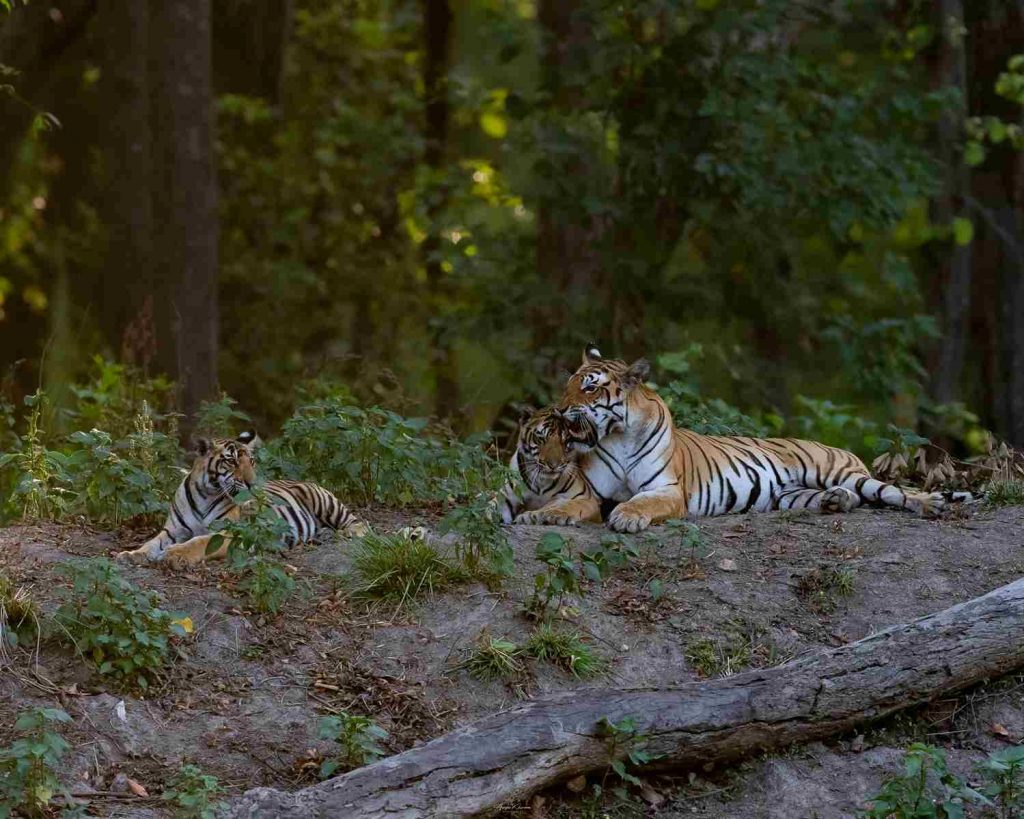 tiger with cubs in kanha national park