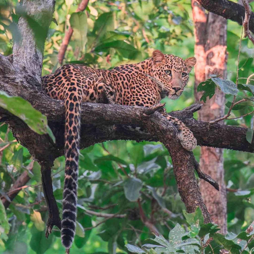 wildlife in kanha