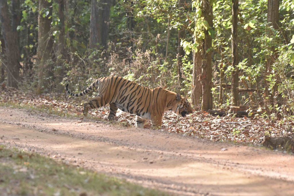 balaghat tiger of kanha