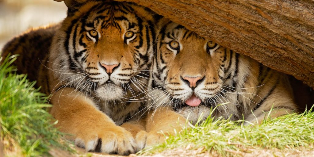 tigers of kanha