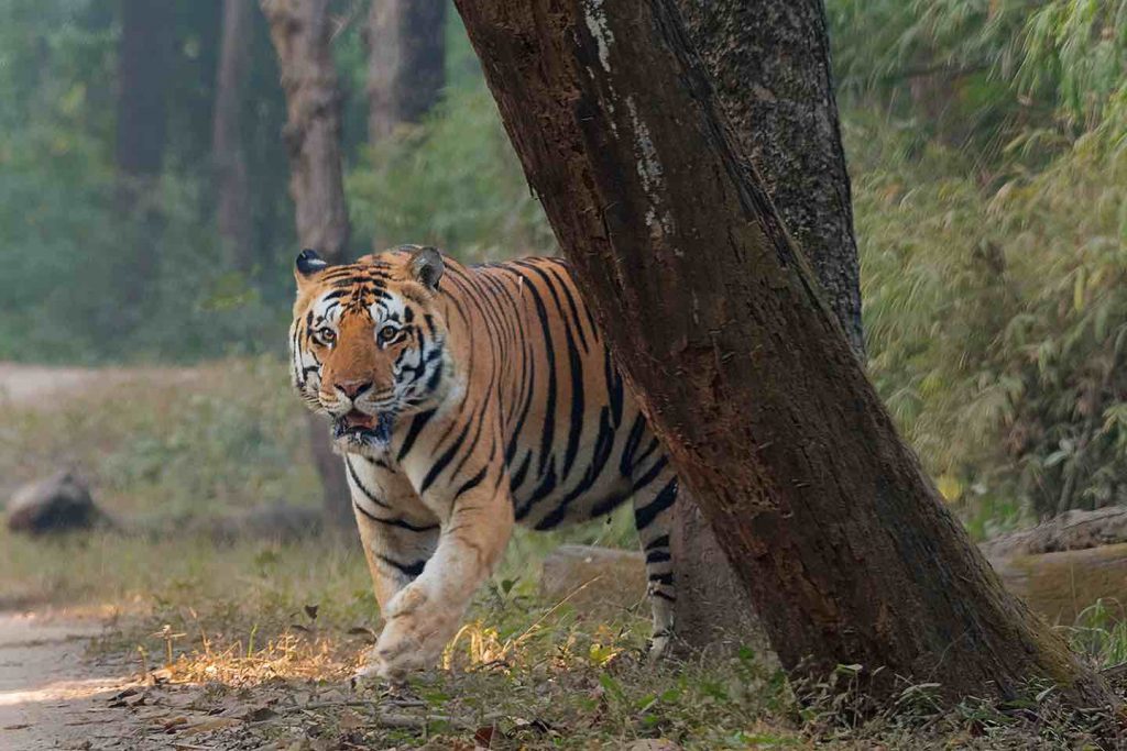 bhoindabra tiger of kanha