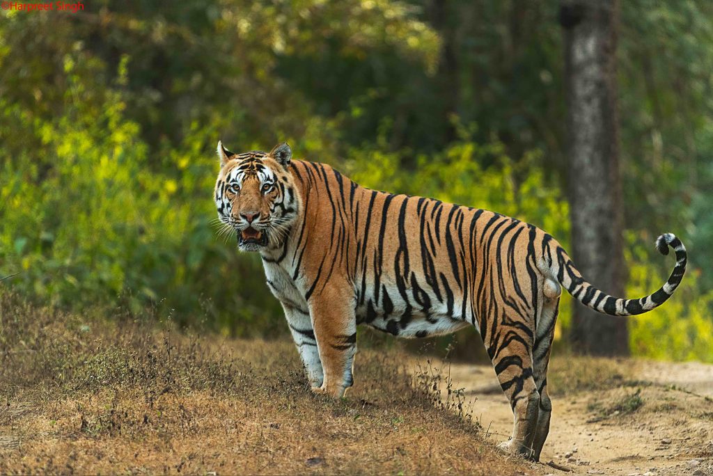 db3 tiger of kanha