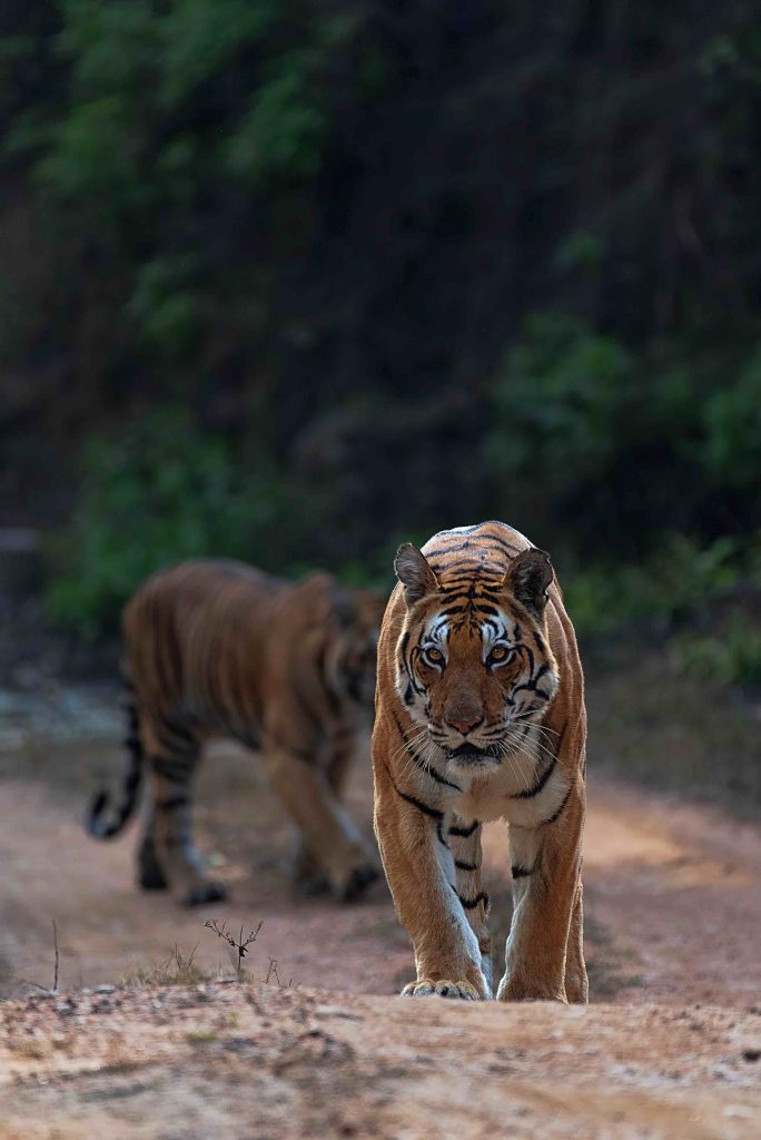 dj tiger of kanha