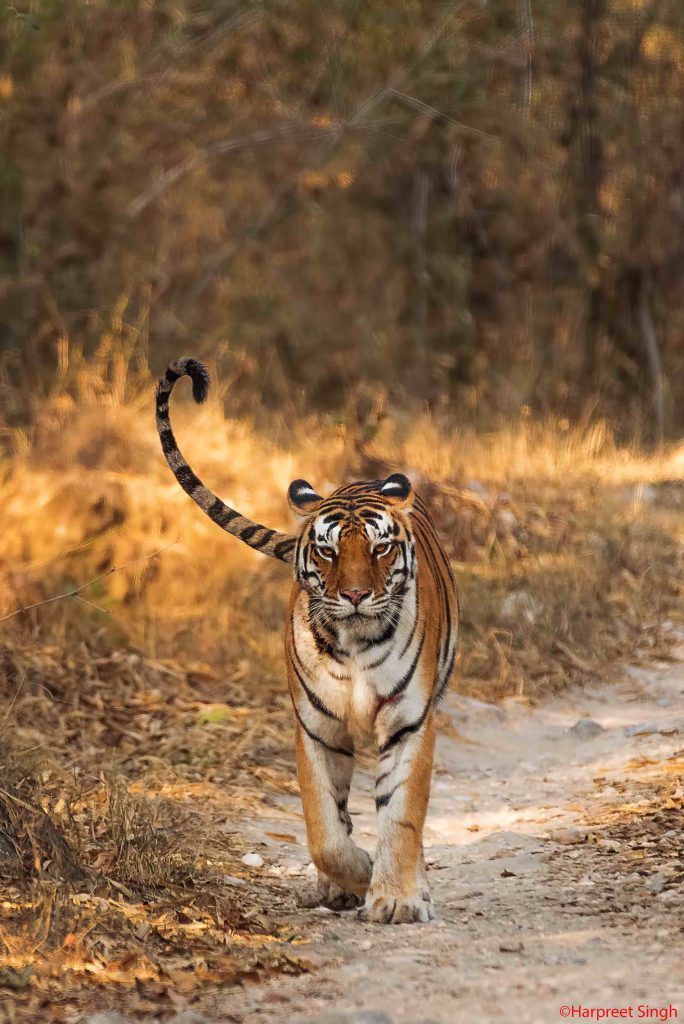 ghanghar tiger of kanha