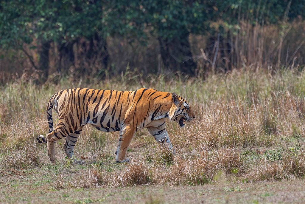 junior bajrang of kanha