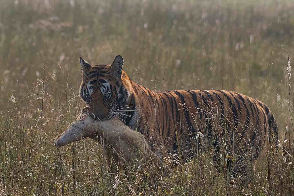 mv3 tiger of kanha