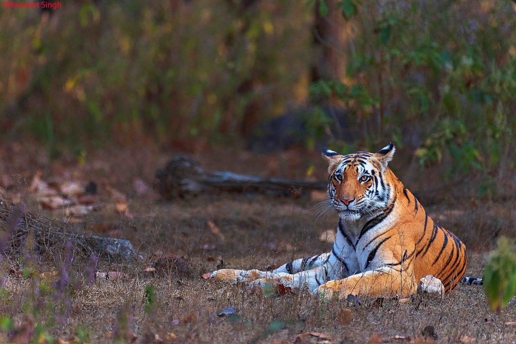 mohini tiger of kanha