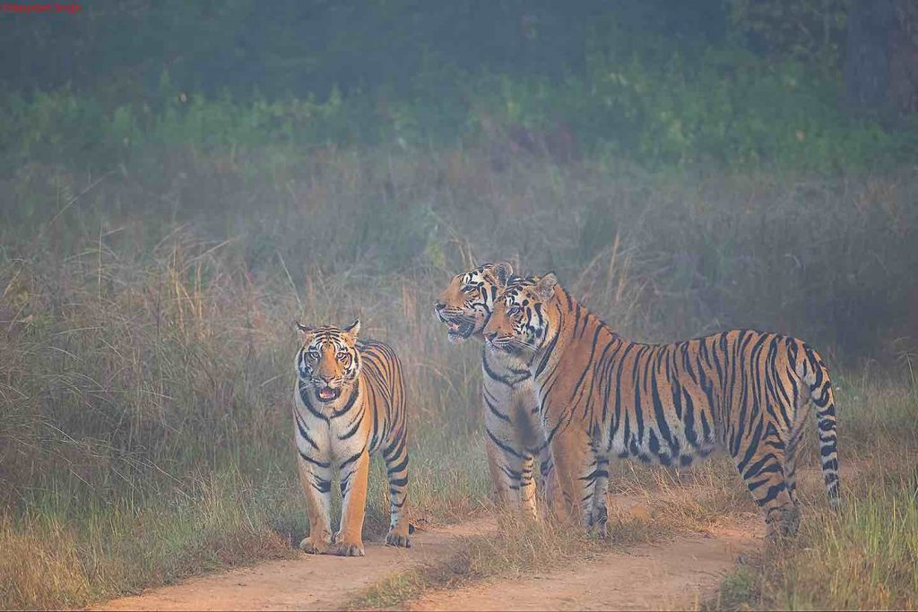 naina tigress of kanha