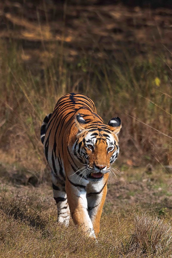 neelam tiger of kanha