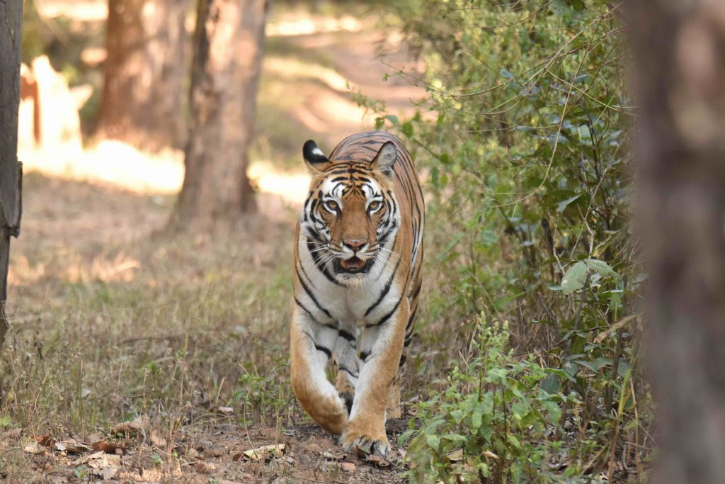 parsatola tiger of kanha