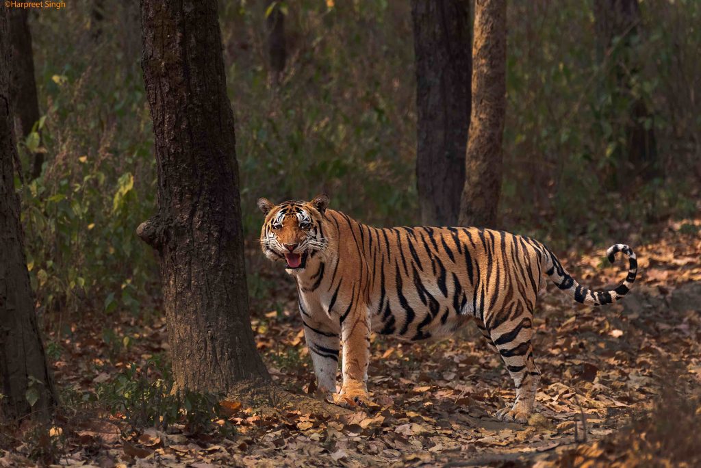 patte wala tiger of kanha