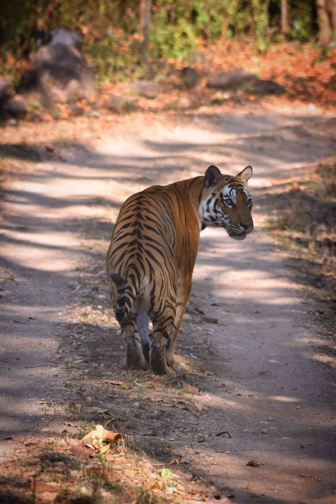 sunaina tiger of kanha