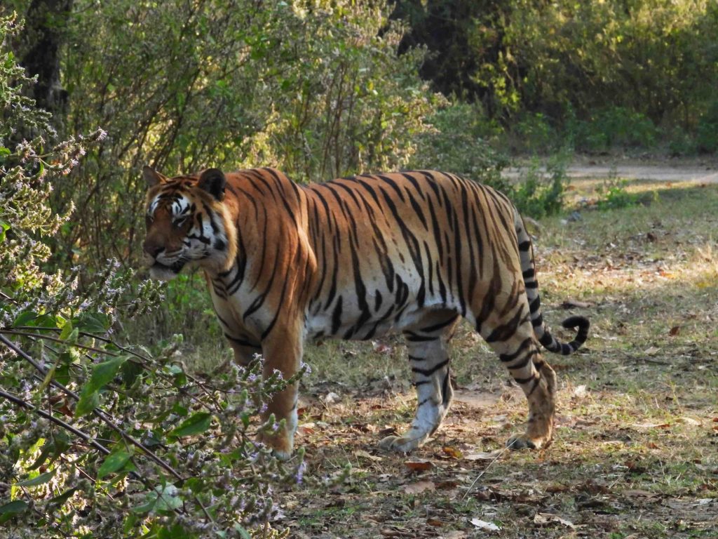 z1 tiger of kanha