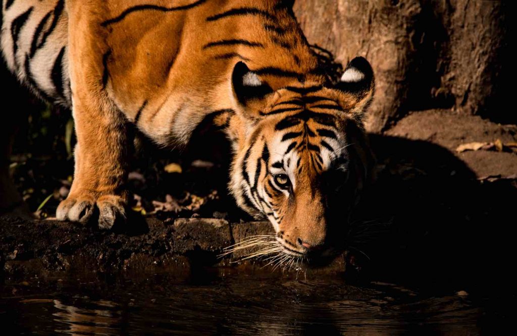 Tigers of Kanha