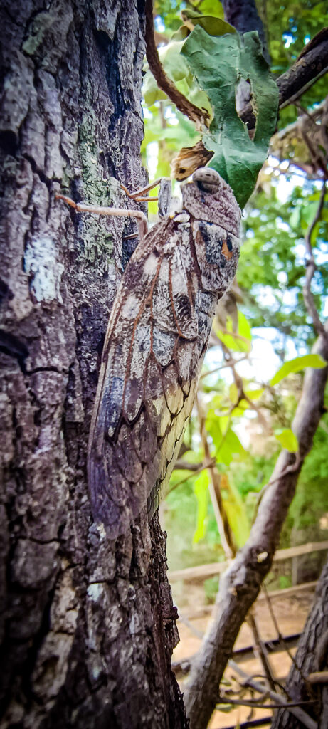 cicadas