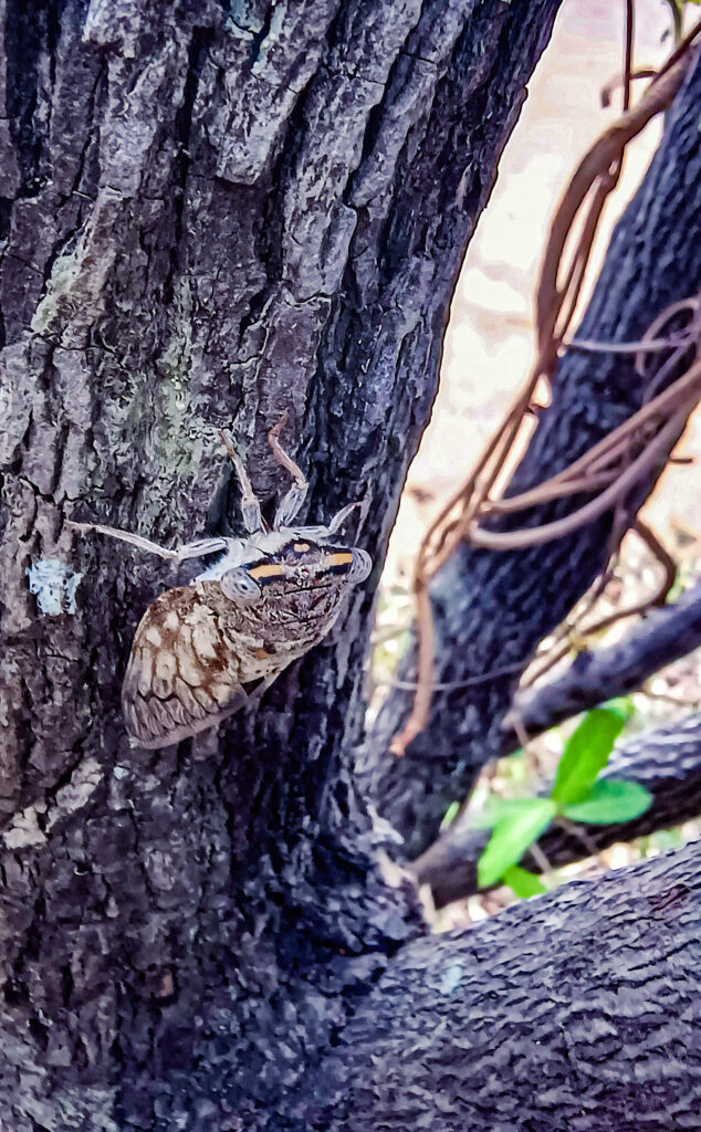 cicadas on tree 