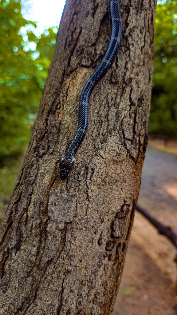 Common Wolf Snake