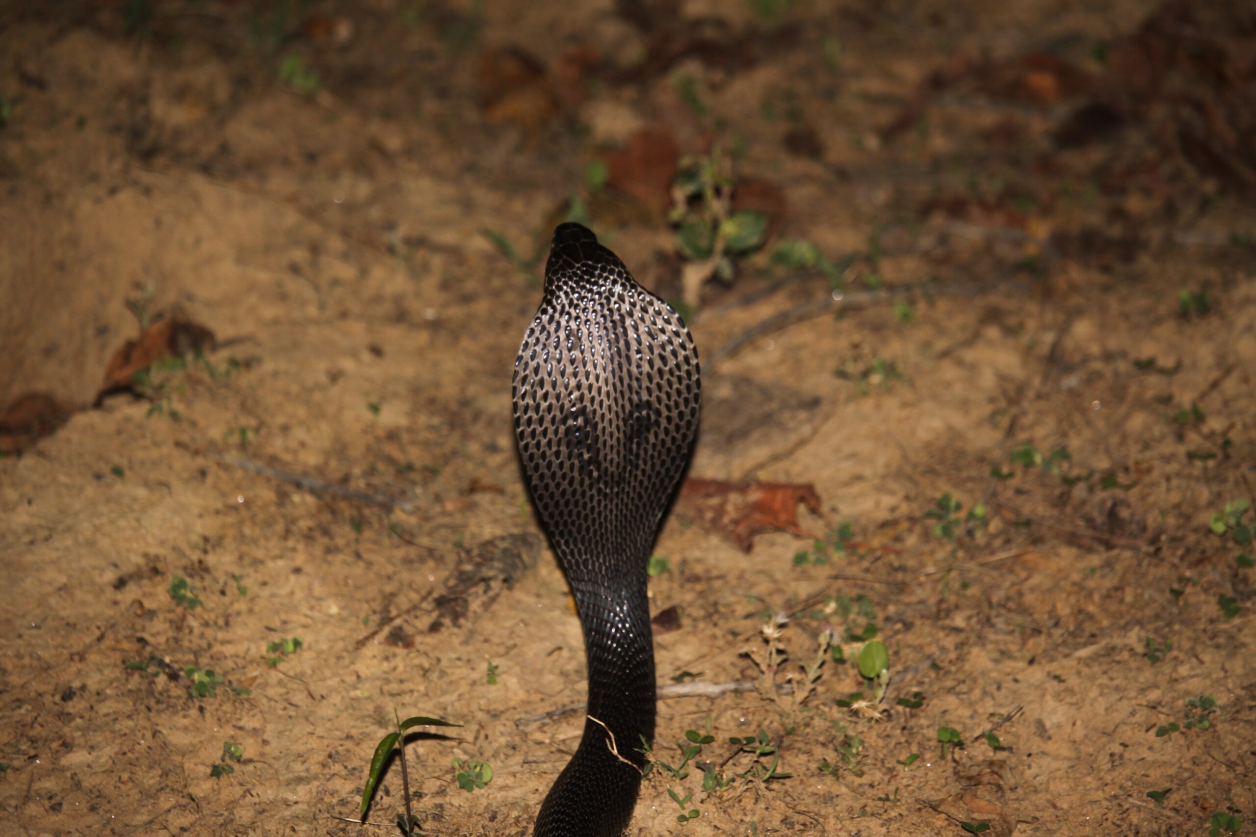 Species of Snakes in Kanha