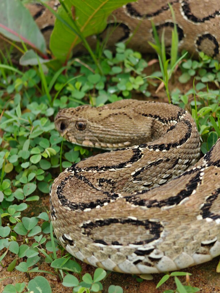 Russell's Viper