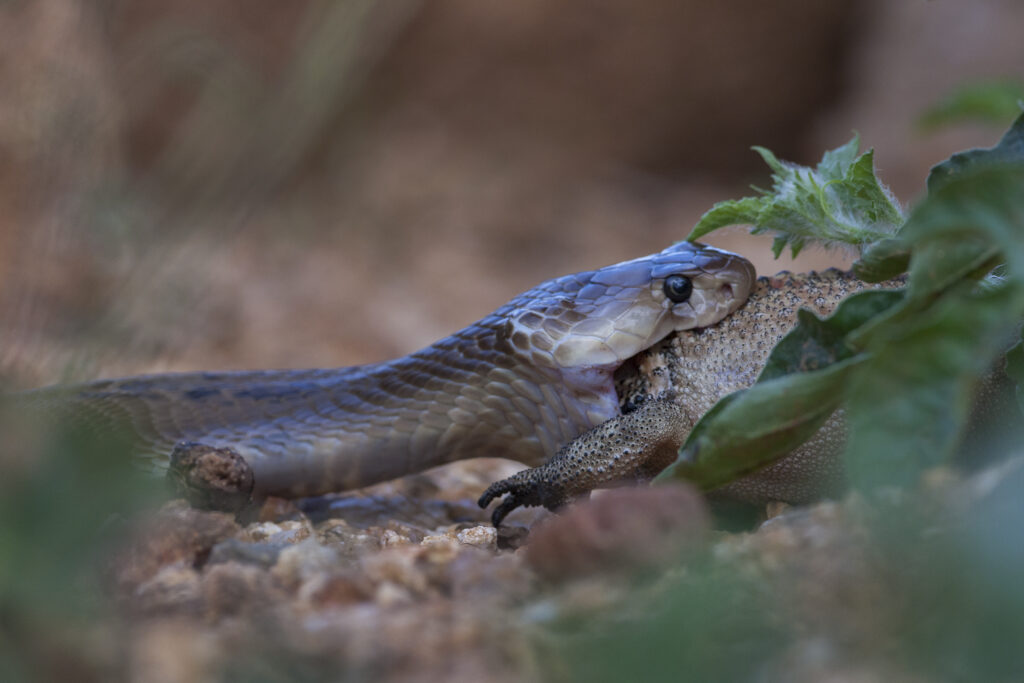 Indian Cobra