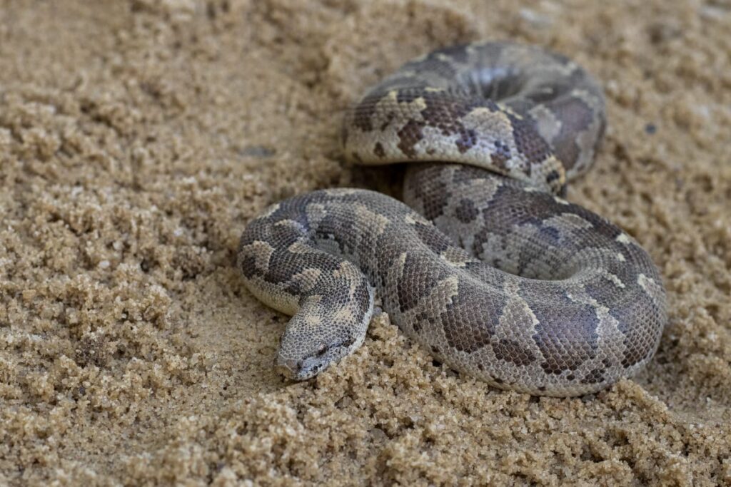 Red Sand Boa