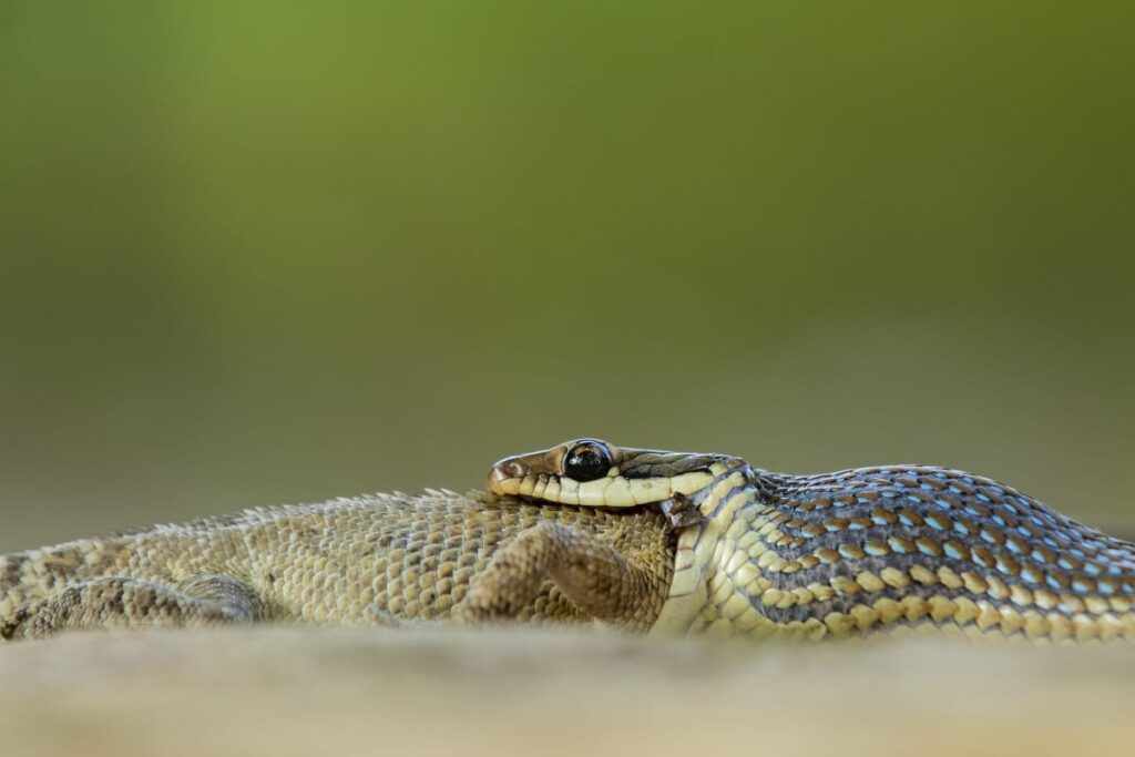 Bronzebacked Tree Snake